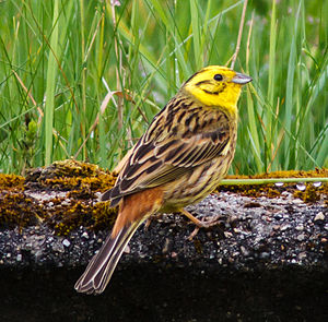 A photo of a Yellowhammer