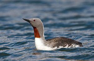 A photo of a Red-throated Diver