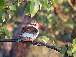 A photo of a Brown-headed Kingfisher