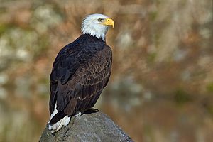 A photo of a Bald Eagle