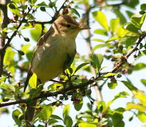 A photo of a Melodious Warbler