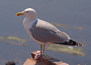 A photo of a European Herring Gull