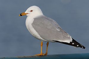 A photo of a Ring-billed Gull