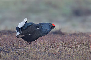 A photo of a Black Grouse