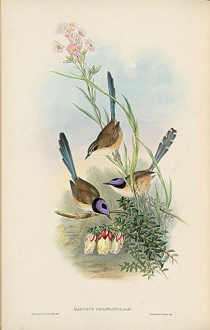 A photo of a Lilac-crowned Wren