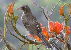 A photo of a Pearly-eyed Thrasher