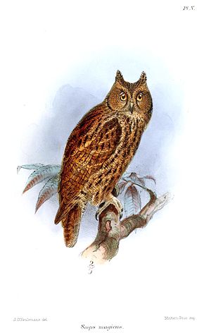 A photo of a Moluccan Scops Owl