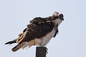 A photo of a Osprey