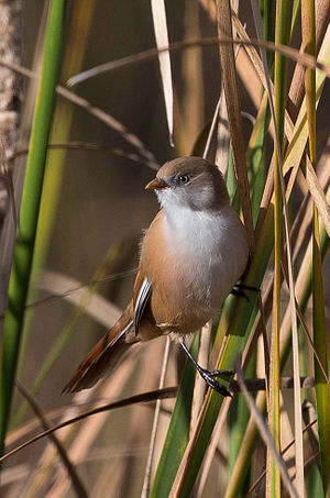 A photo of a Bearded Parrotbill