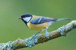 A photo of a Great Tit