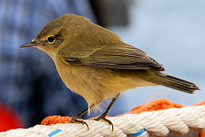 A photo of a Common Chiffchaff