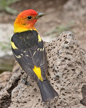 A photo of a Western Tanager