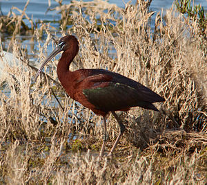 A photo of a Glossy Ibis