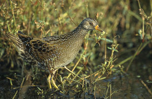 A photo of a Spotted Crake