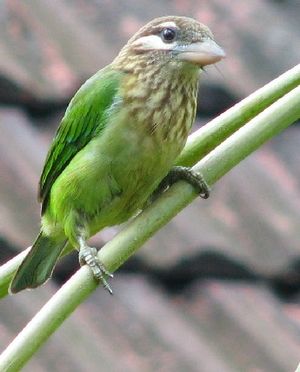 A photo of a White-cheeked Barbet