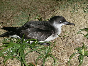 A photo of a Manx Shearwater