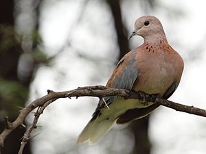 A photo of a Laughing Dove