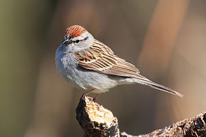 A photo of a Chipping Sparrow