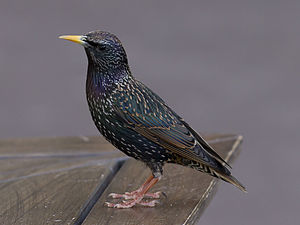 A photo of a Common Starling