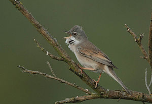 A photo of a Common Whitethroat