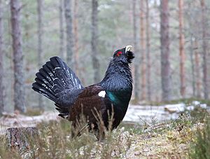 A photo of a Capercaillie