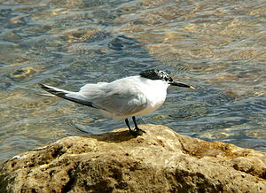 A photo of a Sandwich Tern