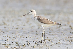 A photo of a Common Greenshank