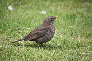 A photo of a Blackbird