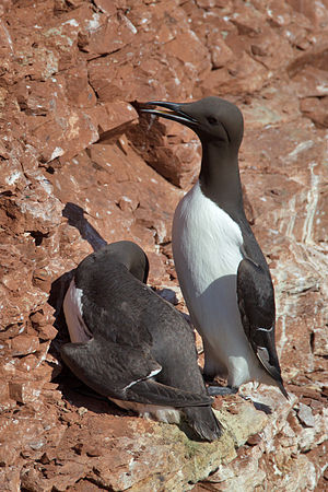A photo of a Common Murre